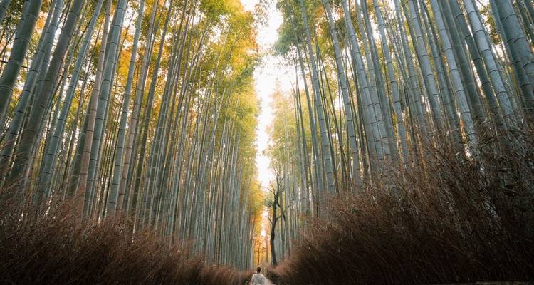 Japón: tierra del sol naciente (de Tokio a Kioto) (16 destinations) - Intrepid Travel 6