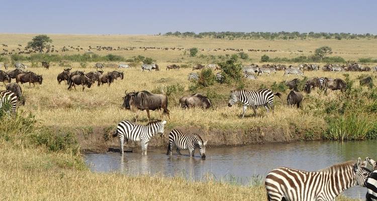 Safari combiné de 11 jours au Kenya et en Tanzanie - Kiriwe Travel And Trekking Safaris Ltd 3