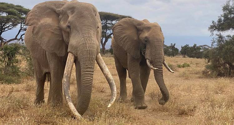Safari animalier au Masai Mara et à Amboseli - 5 jours - Kiriwe Travel And Trekking Safaris Ltd 10