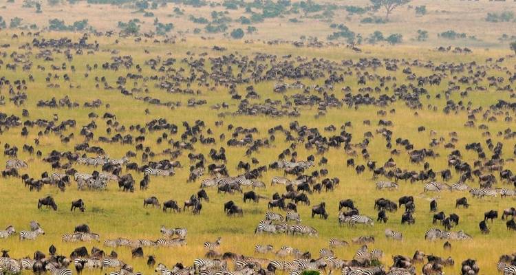 Safari animalier au Masai Mara et à Amboseli - 5 jours - Kiriwe Travel And Trekking Safaris Ltd 1
