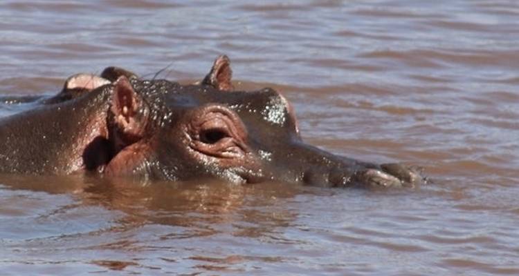 6 Days 5 Nights Luxury Safari to Lake Manyara, Serengeti & Ngorongoro - Lonely Site Tours & Safari 1