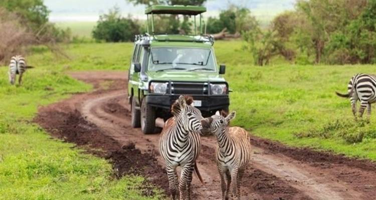 6 Days 5 Nights Luxury Safari to Lake Manyara, Serengeti & Ngorongoro - Lonely Site Tours & Safari 9