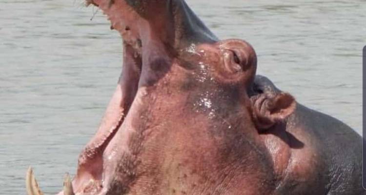 Un hipopótamo con la boca muy abierta en el agua.