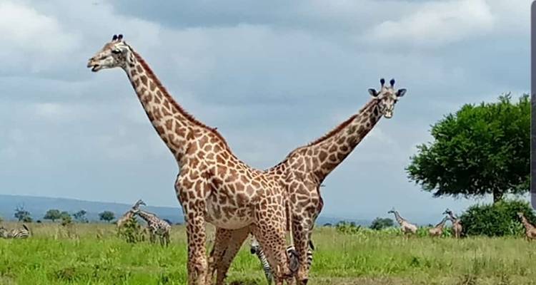 Par de jirafas paradas en una llanura herbosa.