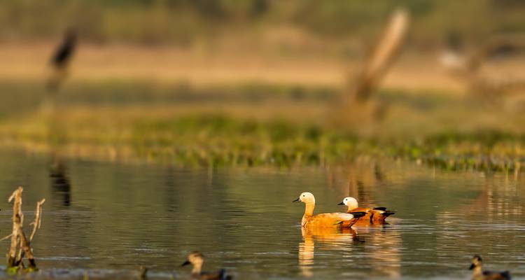 Zwei Enten, die auf einem ruhigen Gewässer schwimmen.