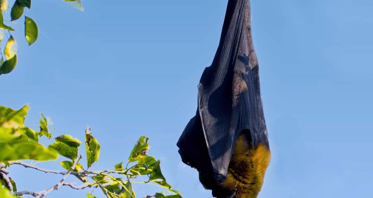 Eine Fledermaus, die kopfüber von einem Ast hängt.