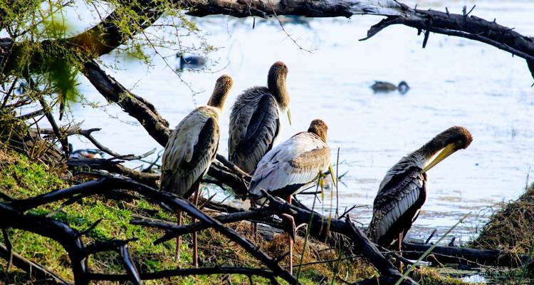 Vier Störche, die in der Nähe eines Gewässers ruhen.