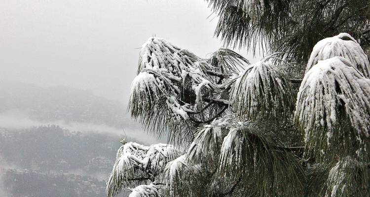 Schneebedeckte Bäume in einer nebligen Berglandschaft.