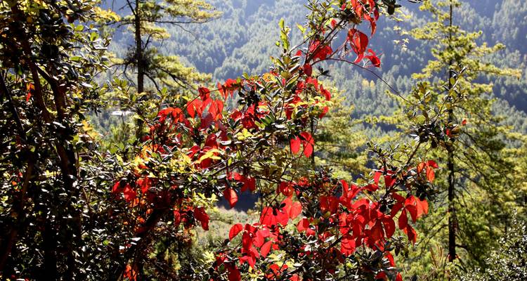 Druk Path Trek avec visite culturelle et Trek à Taktsang - Bhutan Best Inbound Tour 10
