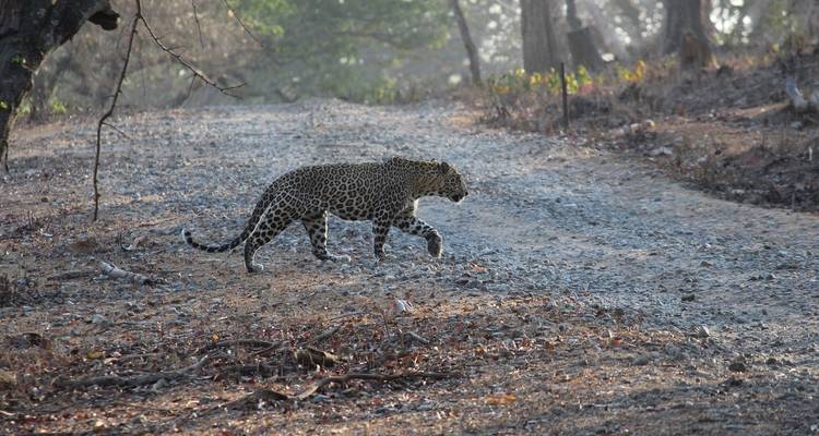 Leopardo caminando por un sendero de tierra en un bosque.