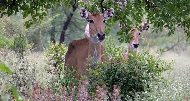 Bandhavgarh Kanha Pench Tour - Alkof Holidays 7
