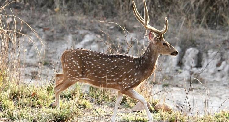 Bandhavgarh Kanha Pench Tour - Alkof Holidays 8