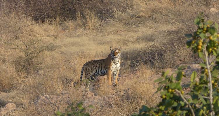 Bandhavgarh Kanha Pench Tour - Alkof Holidays 2