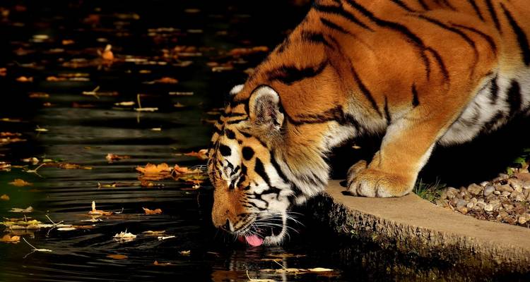 Ein Tiger, der aus einer Wasserquelle trinkt, umgeben von Herbstblättern.