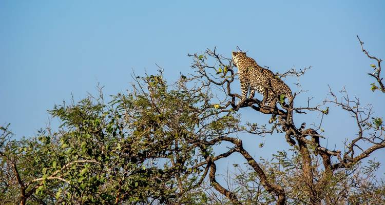 Circuito del tigre de Bandhavgarh Ranthambore - Alkof Holidays 4