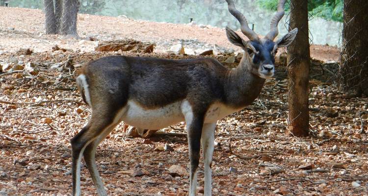 Circuito del tigre de Bandhavgarh Ranthambore - Alkof Holidays 7