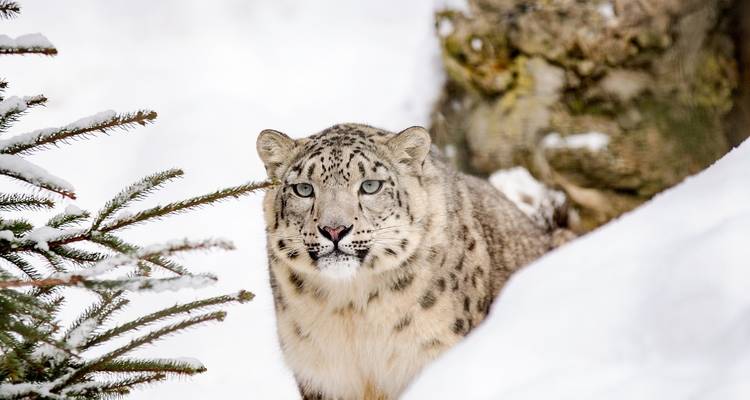 Snow Leopard Photography Tour India - Alkof Holidays 1