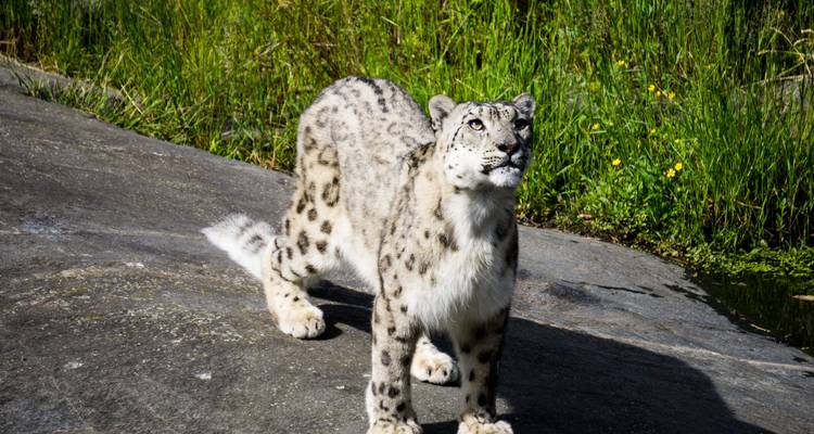 Snow Leopard Photography Tour India - Alkof Holidays 2