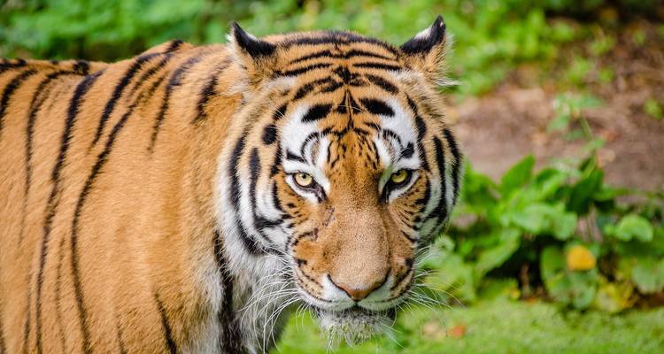 Tiger in einer üppigen natürlichen Umgebung, der direkt in die Kamera blickt.