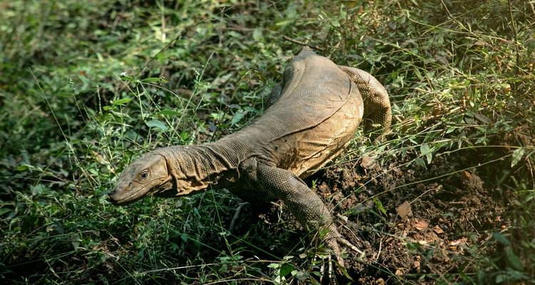 Monitor lizard in lush green foliage.