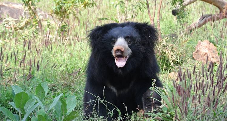 Een beer die tussen het hoge gras zit.