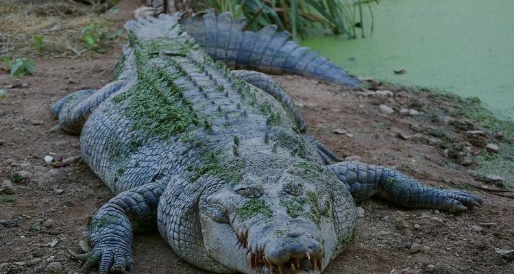 Een grote krokodil die rust bij een moeras.