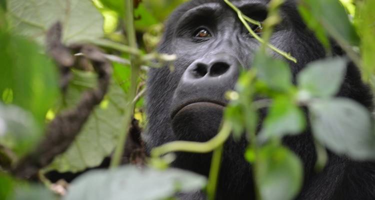 Experiencia de lujo de 5 días de senderismo con gorilas y chimpancés - Prime Tours and Adventure 4