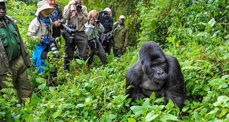Experiencia de lujo de 5 días de senderismo con gorilas y chimpancés - Prime Tours and Adventure 1
