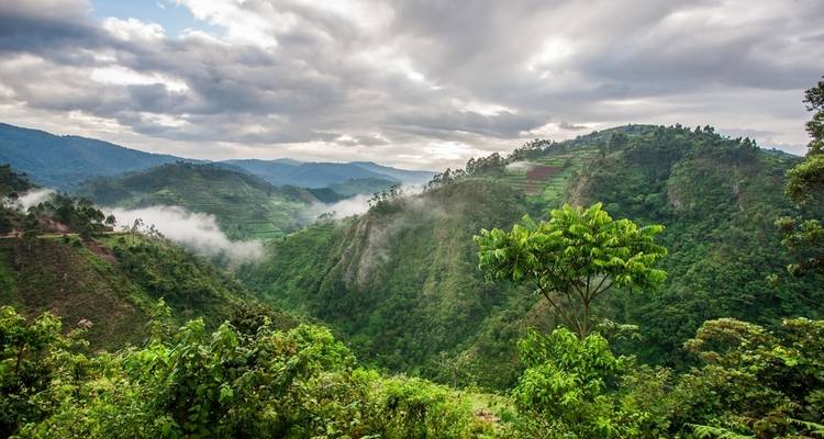 Experiencia de lujo de 5 días de senderismo con gorilas y chimpancés - Prime Tours and Adventure 6