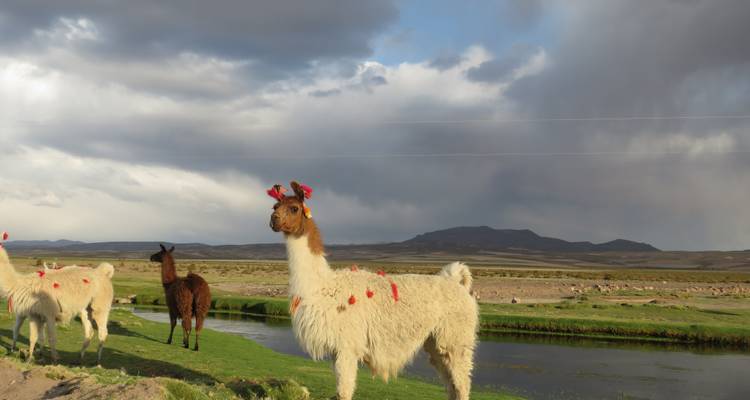 Private: 3-Day Salar de Uyuni and Laguna de Colores from Uyuni - Joker Expedition 2