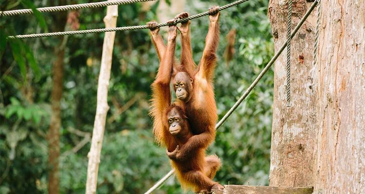 Deux orangs-outans suspendus de manière ludique aux branches d'arbre.