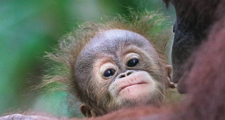 Gros plan d'un bébé orang-outan regardant la caméra avec curiosité.