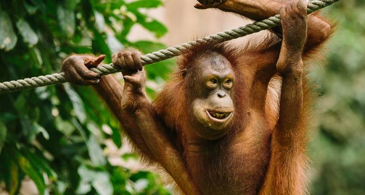 Borneo real - Intrepid Travel 4