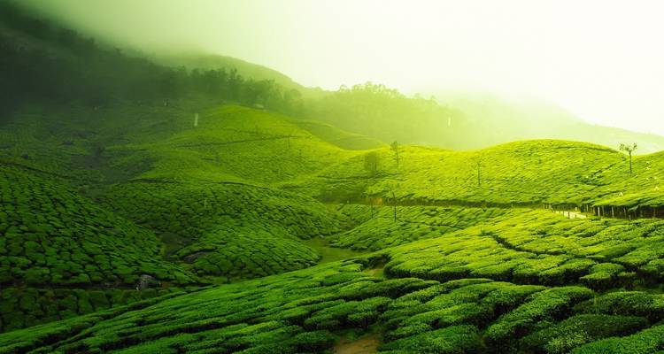 Kerala - Gods Own Country - Alkof Holidays 2