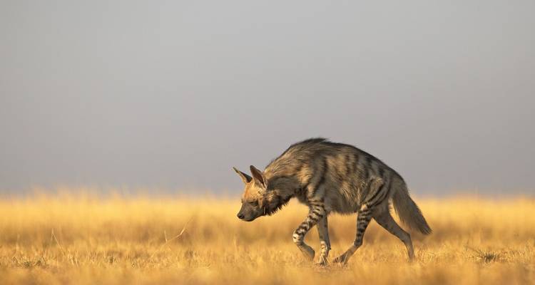 Streifenhyäne, die über eine grasbewachsene Landschaft läuft.