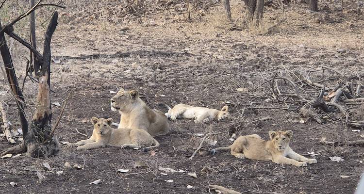 Una leona se relaja en el suelo del bosque reseco con tres cachorros juguetones cerca.