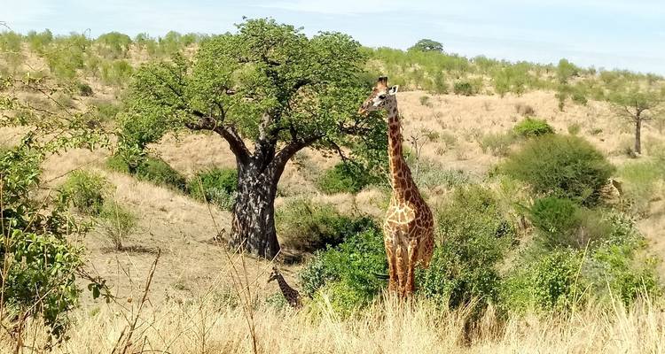 Giraffe, die in einer Safari-Landschaft steht.