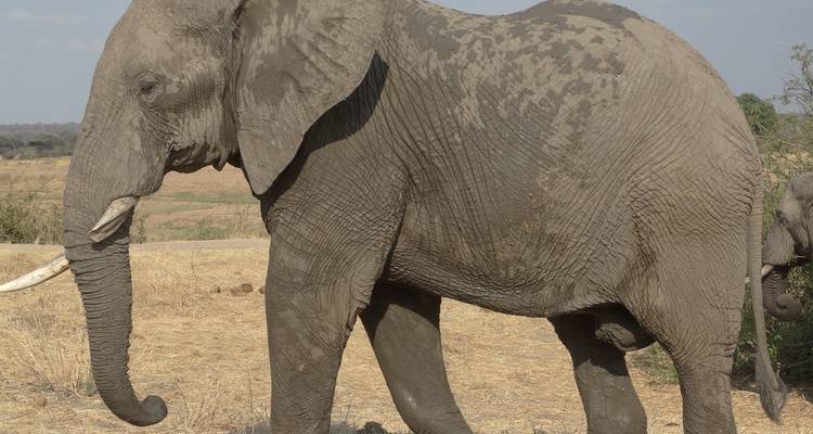 Elefant läuft durch trockene Landschaft.