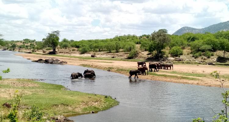 Elefanten überqueren einen Fluss in einer üppigen Landschaft.