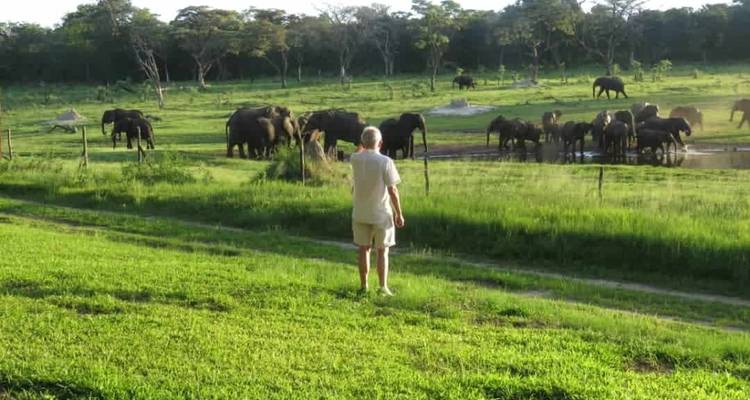 Hombre observando una manada de elefantes cerca de un abrevadero en una llanura herbosa.