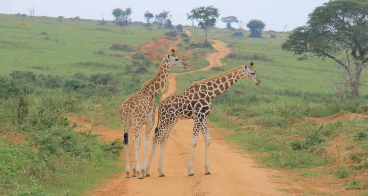 Expédition de 13 jours en Ouganda : Vivez des moments inoubliables avec les gorilles, la faune et les expériences culturelles - circuit privé - Mukisa Safaris Uganda 4