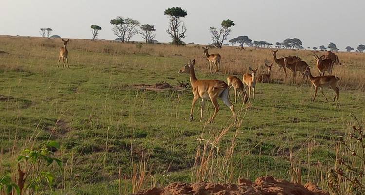 Expédition de 13 jours en Ouganda : Vivez des moments inoubliables avec les gorilles, la faune et les expériences culturelles - circuit privé - Mukisa Safaris Uganda 9