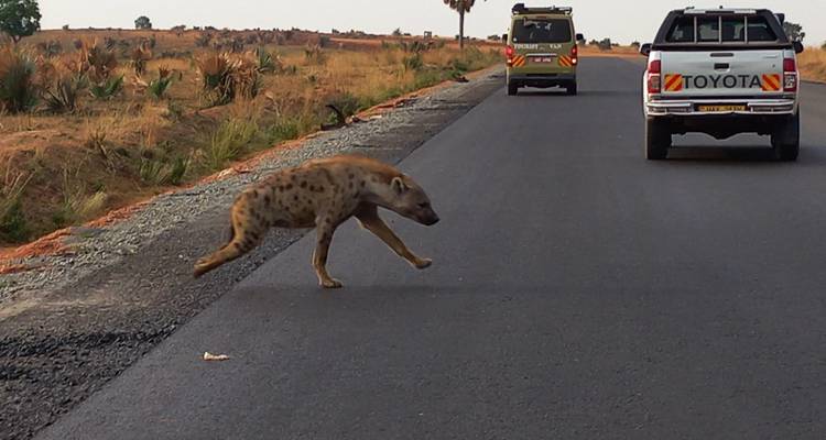 Expédition de 13 jours en Ouganda : Vivez des moments inoubliables avec les gorilles, la faune et les expériences culturelles - circuit privé - Mukisa Safaris Uganda 2