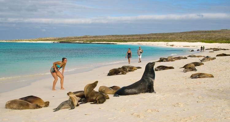 Beach scene with people observing sea lions resting on the sand near the ocean.