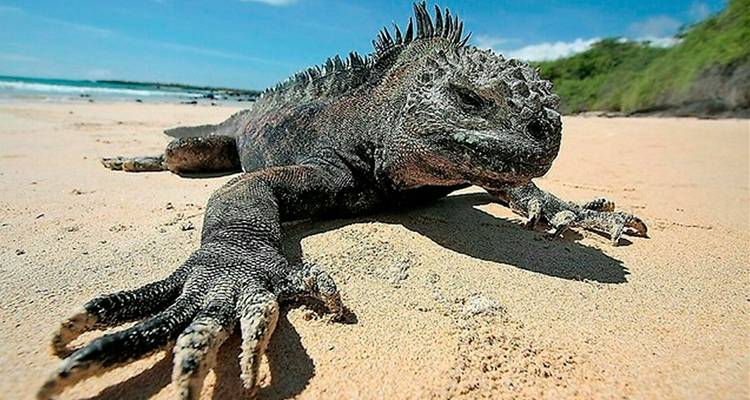 Close-up of an iguana on a sandy beach.