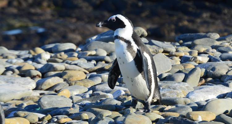 Cape Town & Beyond - 6 Days - Explore South Africa 4
