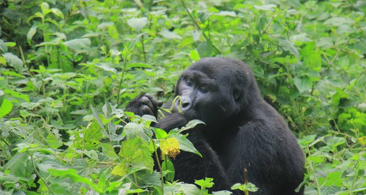 17 Days Safari to experience Uganda's gorillas, Kenya's Masai Mara, Tanzania's Serengeti and Ngorongoro ( Private tour) - Mukisa Safaris Uganda 7