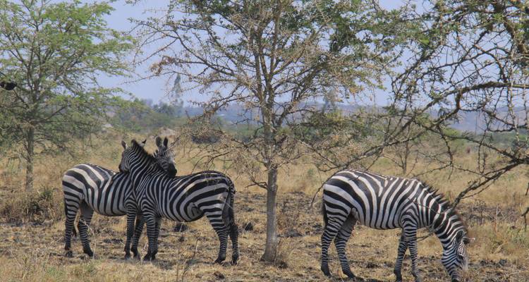 17 Days Safari to experience Uganda's gorillas, Kenya's Masai Mara, Tanzania's Serengeti and Ngorongoro ( Private tour) - Mukisa Safaris Uganda 8