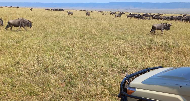 17 Days Safari to experience Uganda's gorillas, Kenya's Masai Mara, Tanzania's Serengeti and Ngorongoro ( Private tour) - Mukisa Safaris Uganda 1