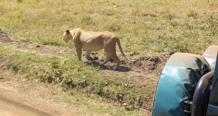 17 Days Safari to experience Uganda's gorillas, Kenya's Masai Mara, Tanzania's Serengeti and Ngorongoro ( Private tour) - Mukisa Safaris Uganda 2